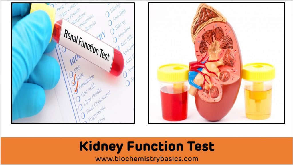 kidney function test case study